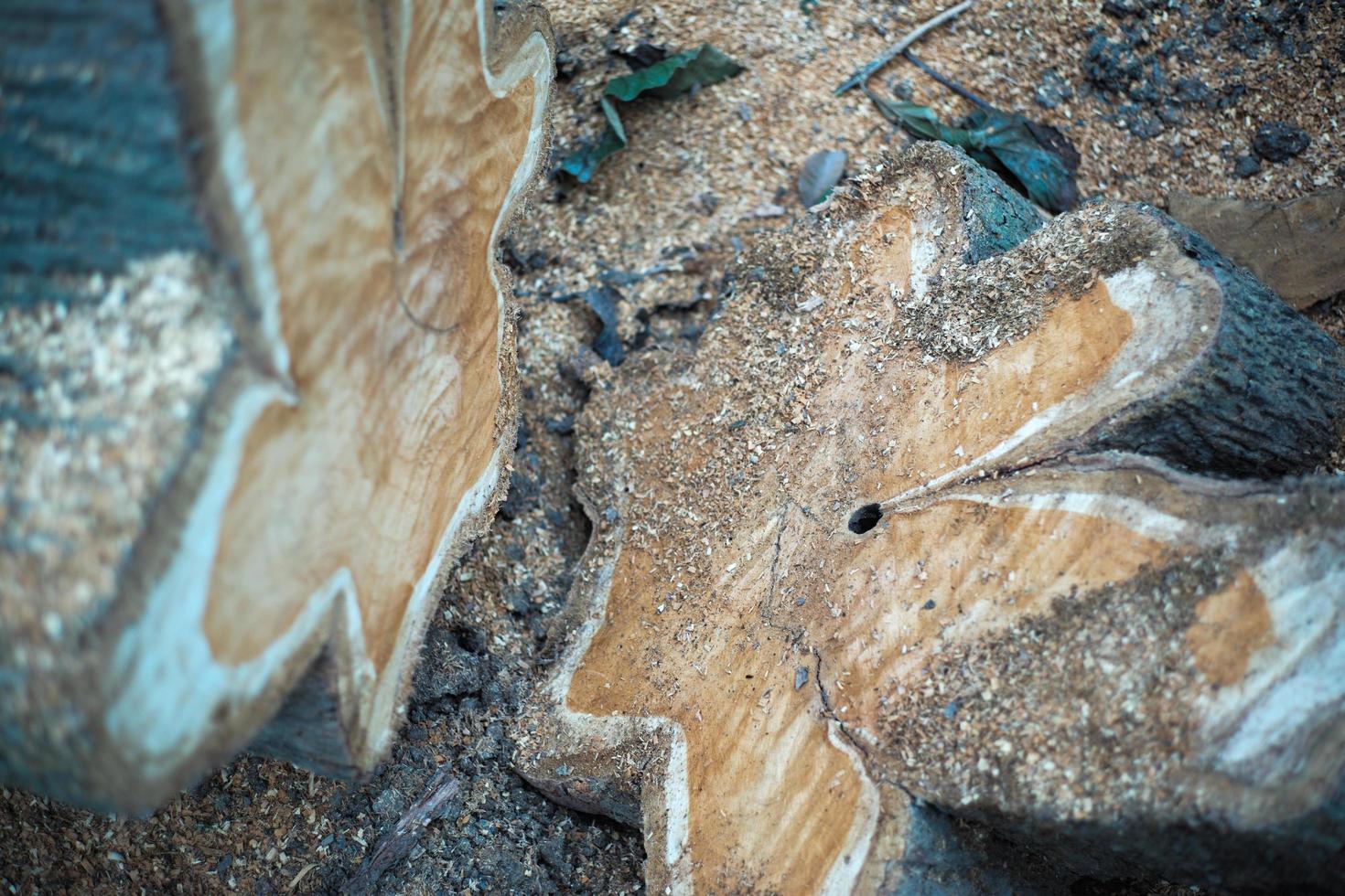 vista ravvicinata di tronchi di legno anello invecchiato dopo essere stati abbattuti con segatura sul terreno foto