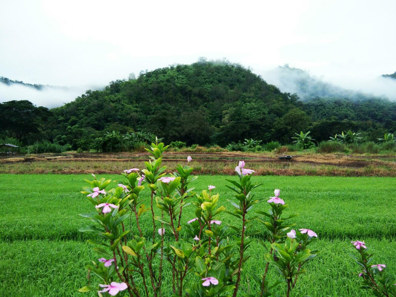 fioritura viola fiori selvatici nel verdura i campi con nebbia e nebbia su il valle montagna nel piovoso stagione a campagna nel Tailandia foto