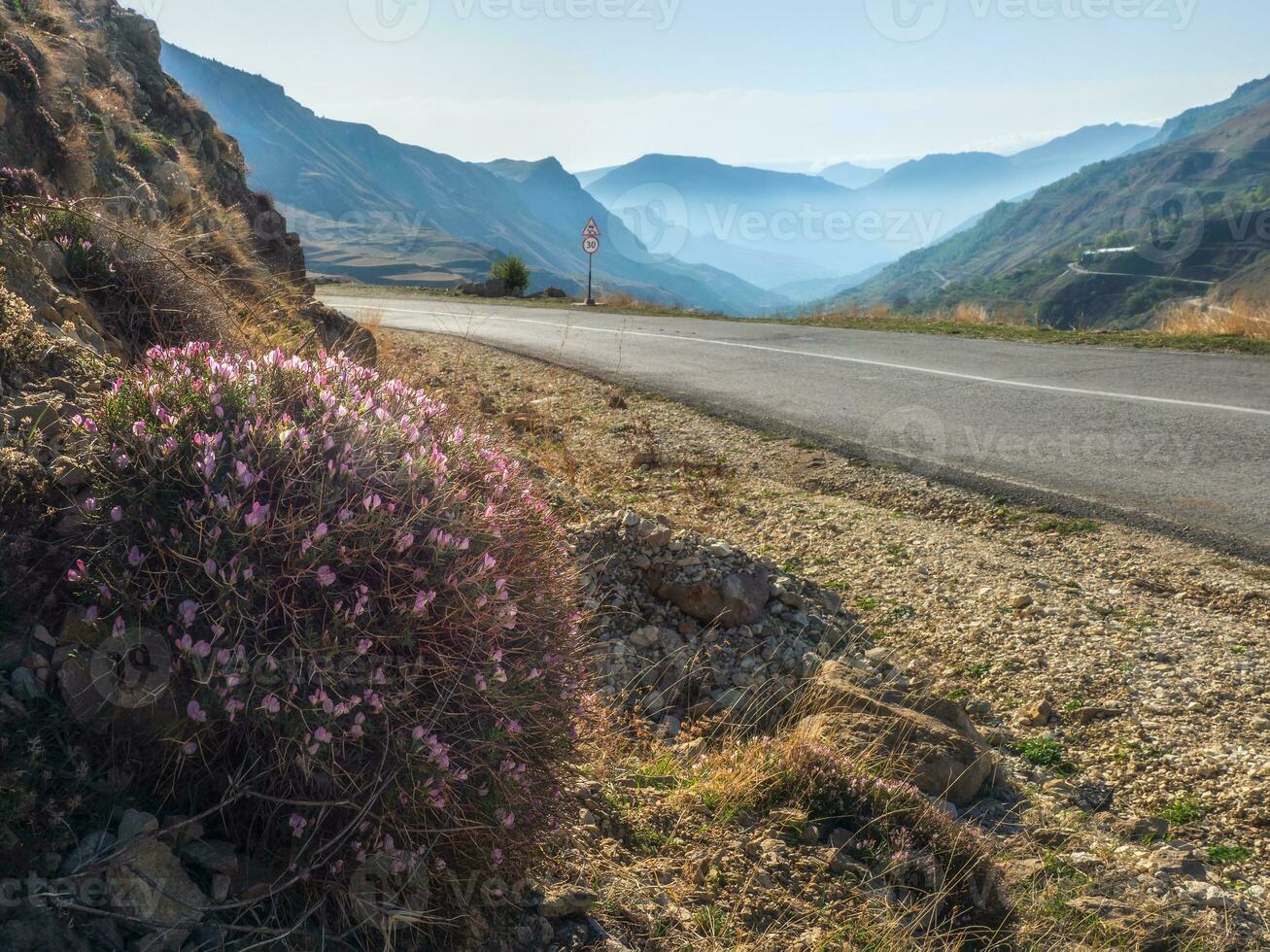 onobrychis cornuta cespuglio su un' montagna pendenza vicino un vuoto asfalto strada contro il sfondo di grande blu montagne. foto