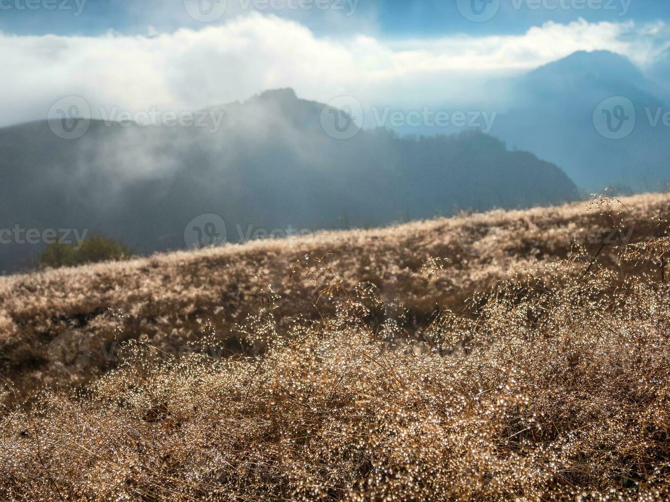 mattina bagnato rugiada scintille nel il sole. montagne su un' soleggiato nebbioso mattina. luminosa autunno campo di erba coperto con rugiada su il erba nel il raggi di il mattina sole. foto