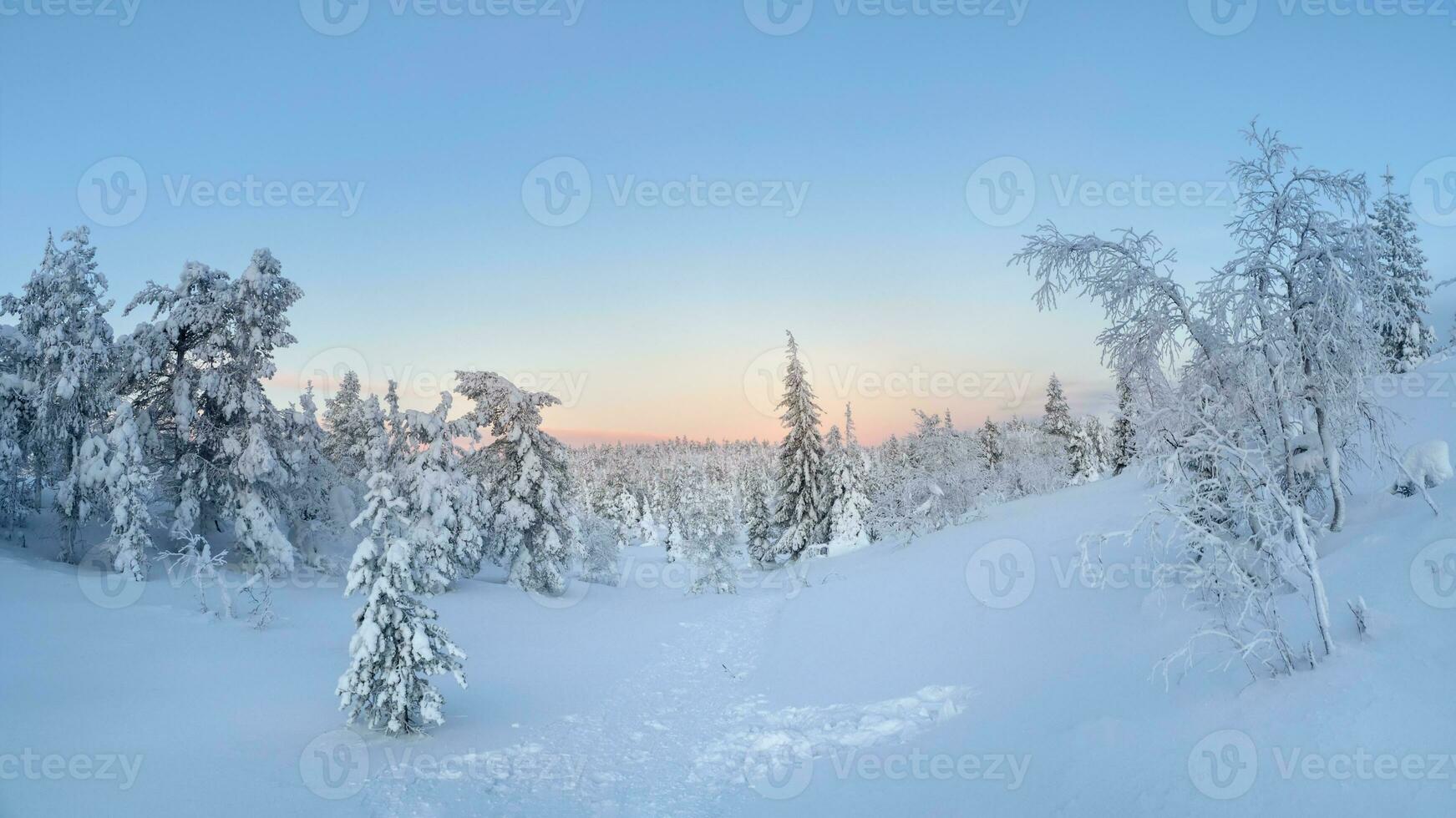 bellissimo gelido inverno mattina nel un' polare legna intonacato con neve. neve coperto Natale abete alberi su versante di montagna. artico duro natura. Alba al di sopra di il polare collina. panoramico Visualizza. foto