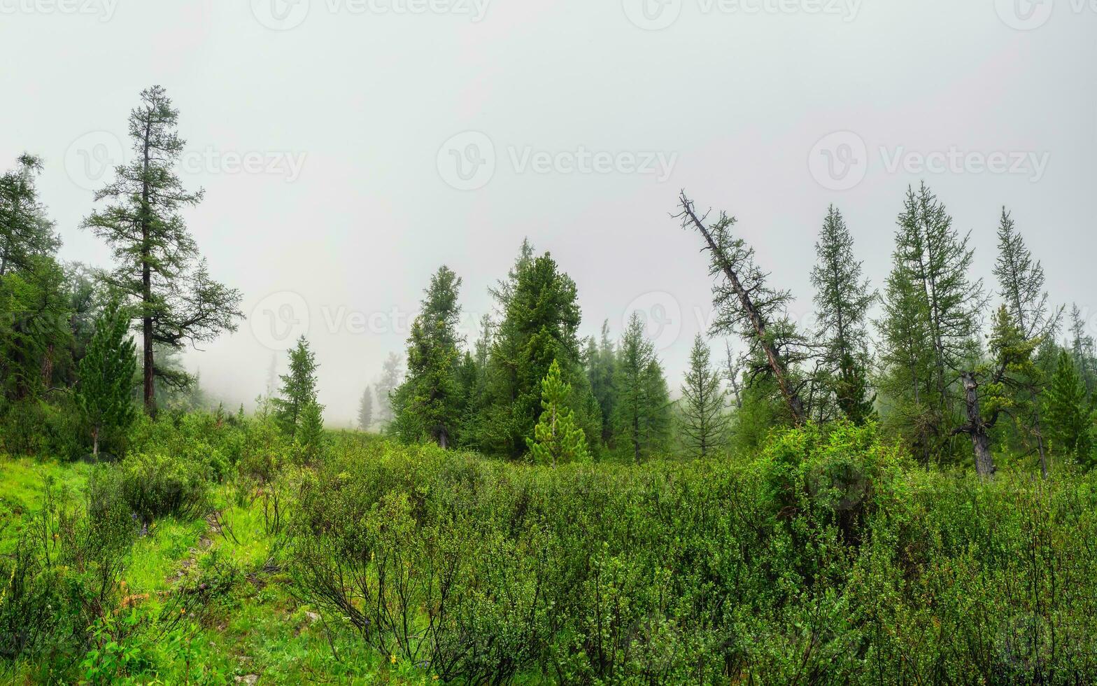 atmosferico verde foresta paesaggio con abeti nel montagne. minimalista scenario con bordo conifero foresta nel leggero nebbia. alpino tranquillo paesaggio a presto mattina. foto