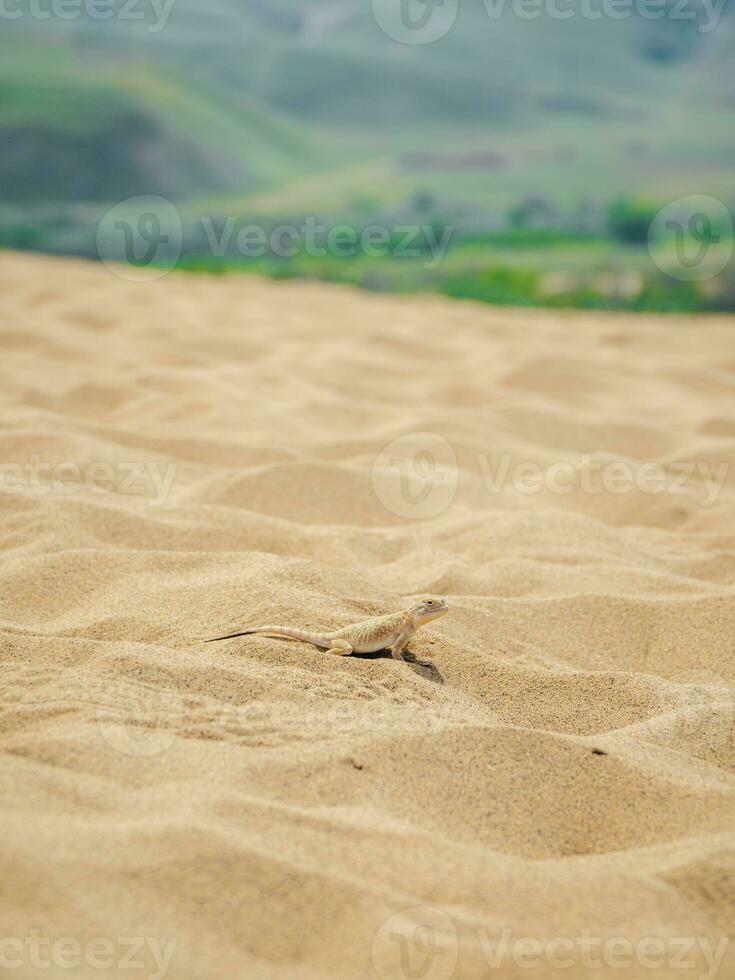 calma deserto testa rotonda lucertola su il sabbia nel suo naturale ambiente. verticale Visualizza. foto