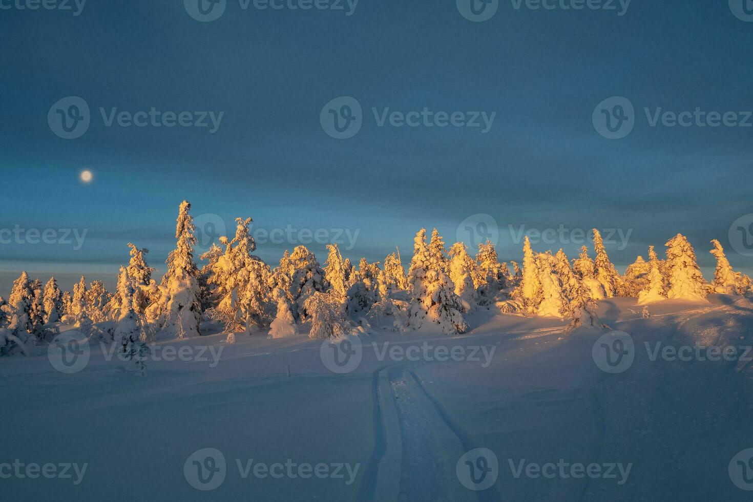 pista per il inverno soleggiato foresta attraverso innevato abete alberi, avvolto nel neve. sorprendente duro artico natura. mistico racconto di un' inverno gelido foresta. foto