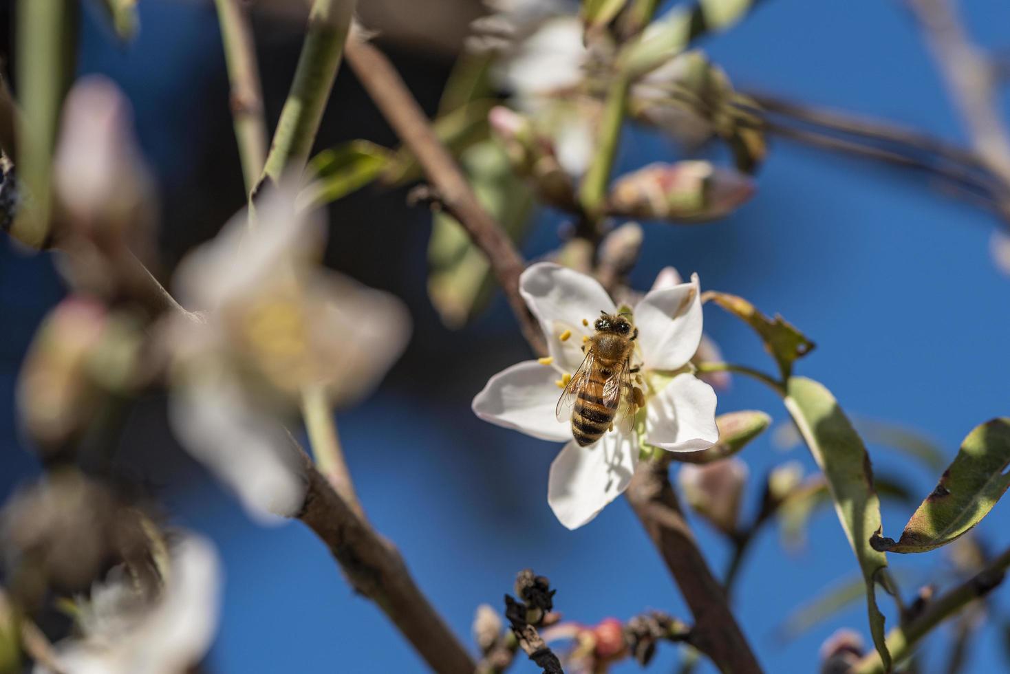 ape in fiori di mandorlo. ape sul fiore di mandorlo foto