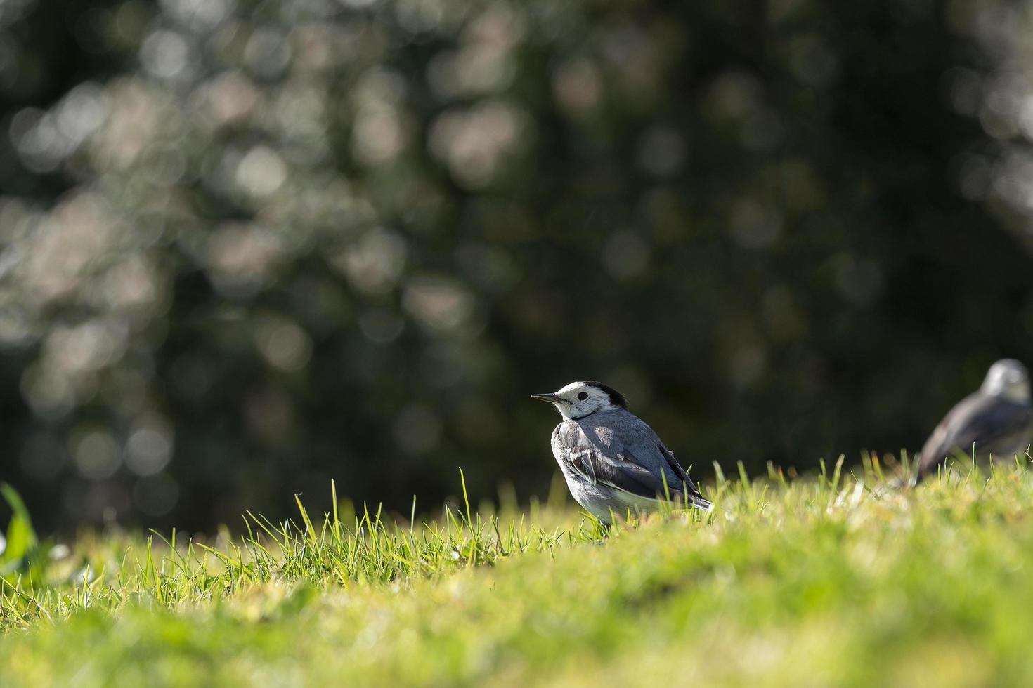 un uccellino, ballerina bianca, motacilla alba che cammina su un prato verde foto