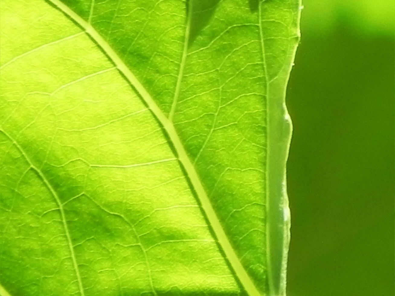 Close up di foglia verde texture foto