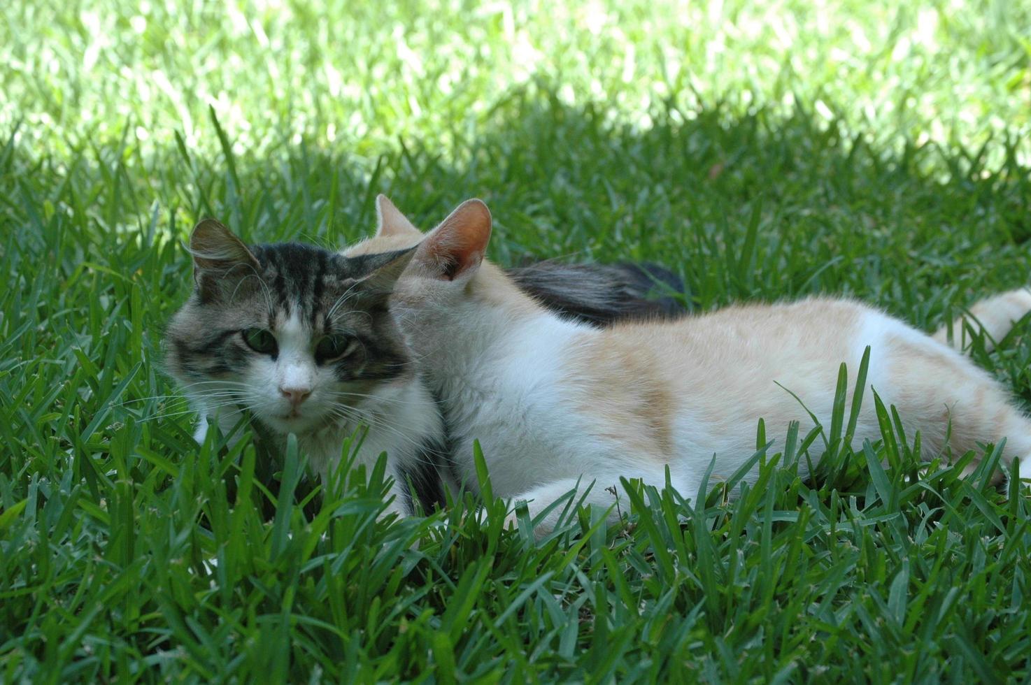 gatto con il marito sull'erba, gatto che abbraccia gatto foto