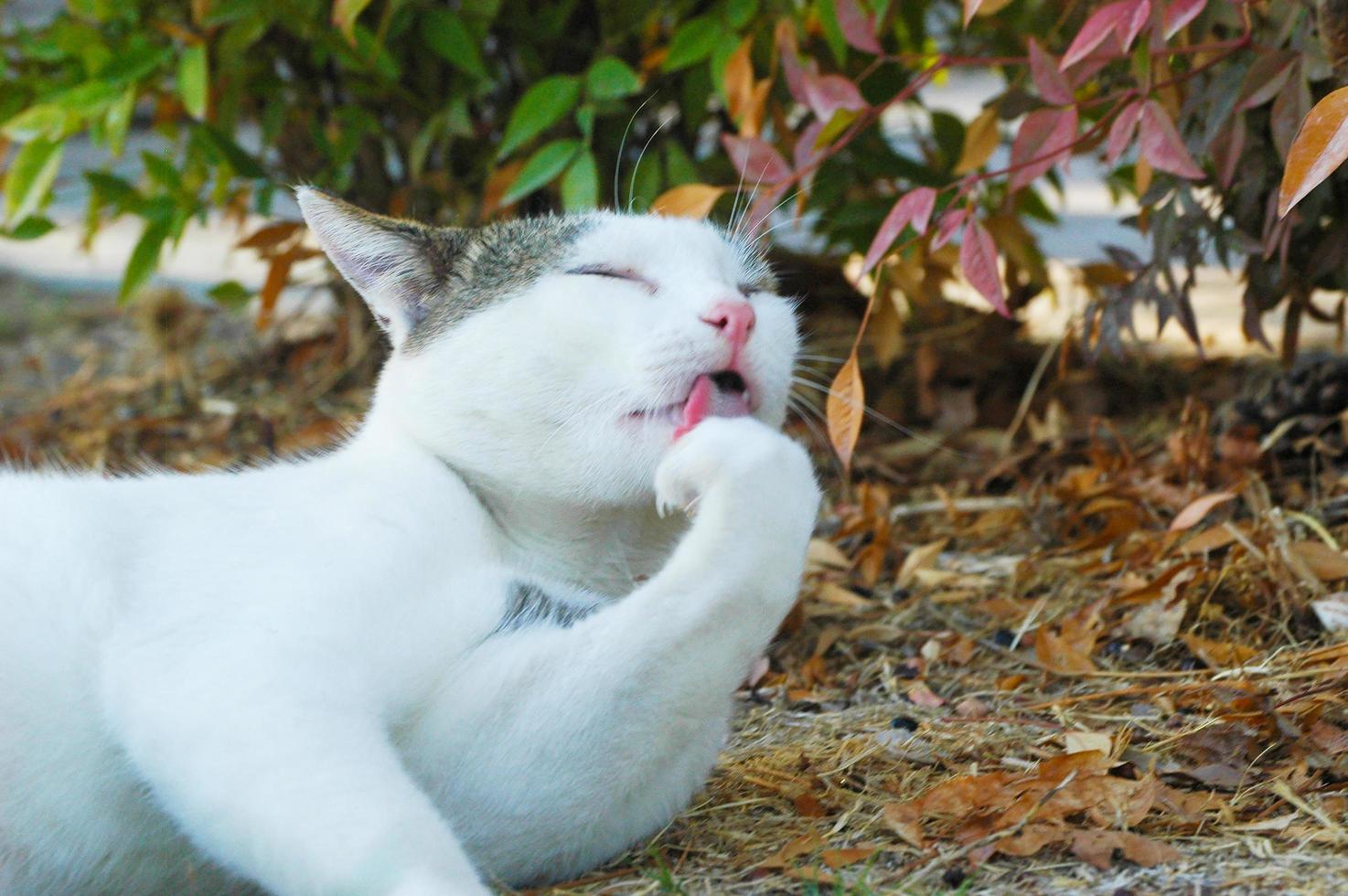 bellissimo gatto che si lecca la gamba per pulirsi foto