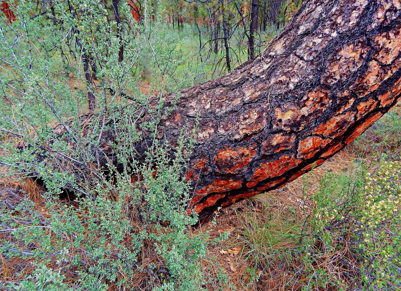 strano tronco - una strana scena di pino ponderosa nel campeggio di Indian Ford - a nord-ovest delle sorelle, o foto