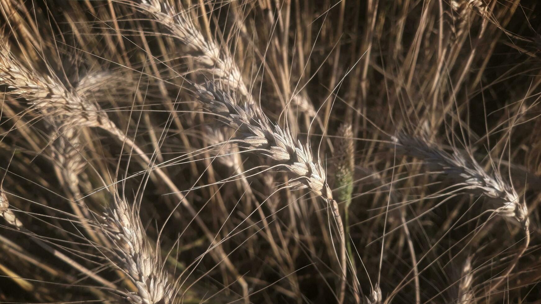 d'oro Grano campo e soleggiato giorno. orecchie di d'oro Grano avvicinamento. raccogliere concetto. bellissimo natura tramonto paesaggio. rurale scenario sotto splendente luce del sole. maturazione orecchie di Grano campo foto