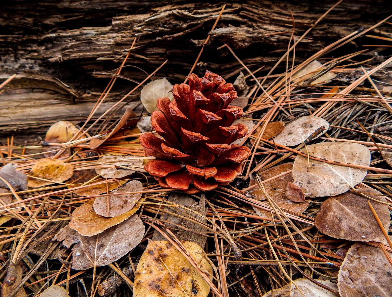 cono solitario una scena di pigna nella foresta di Indian Ford Creek vicino a sorelle, o foto