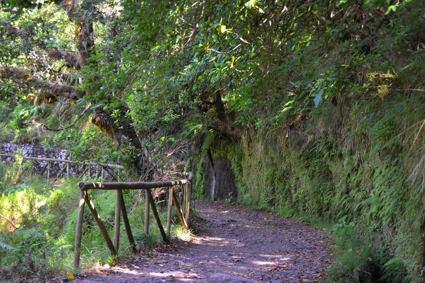 il sentiero sterrato foto