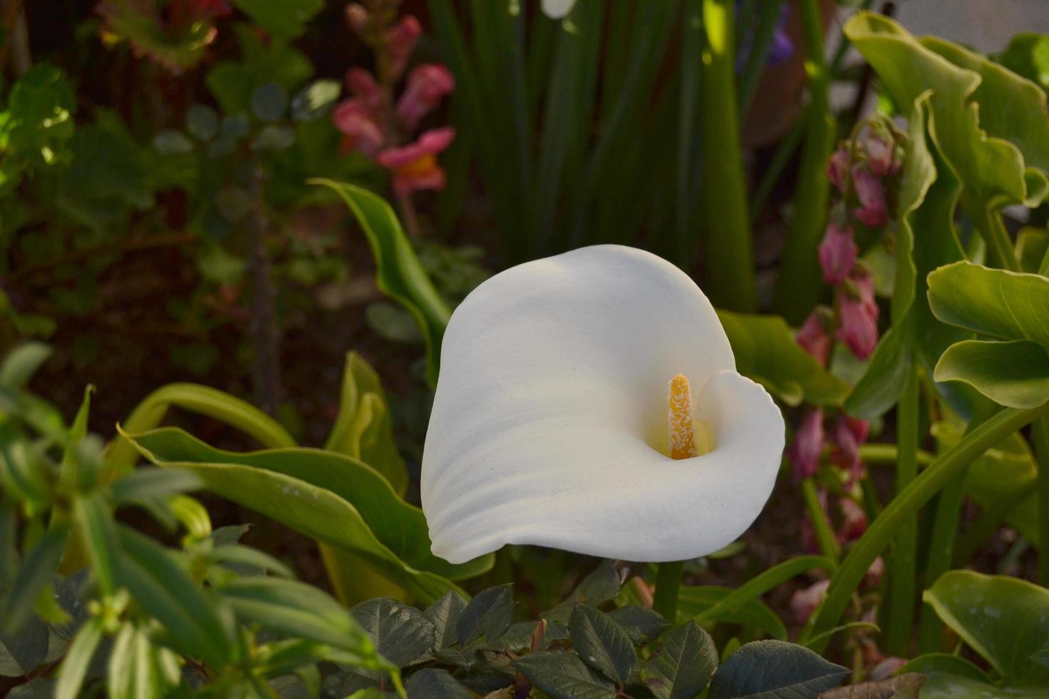 foto ravvicinata del fiore di giglio di calla
