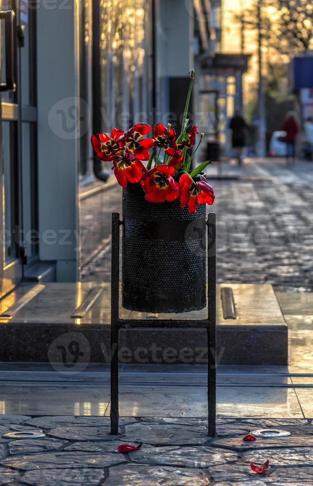 bouquet appassito di tulipani rossi nel cestino foto