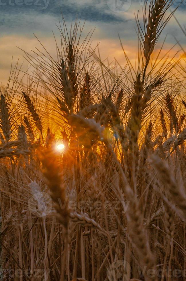 campo di segale al tramonto foto