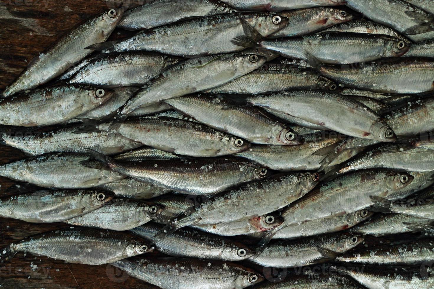 mucchio di piccoli pesci d'argento vendace al mercato del pesce foto