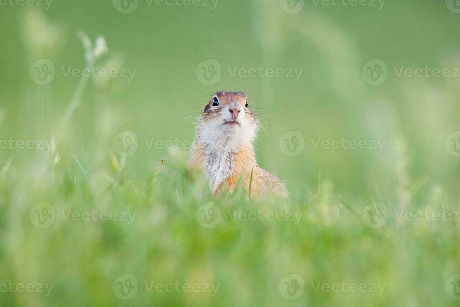 scoiattolo a terra europeo foto