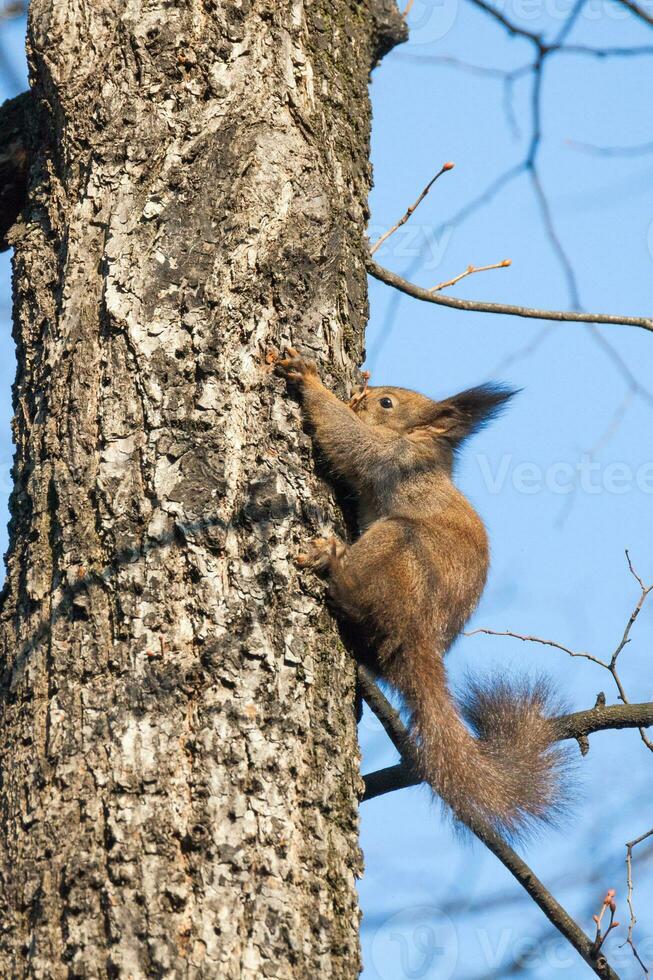un' rosso scoiattolo foto