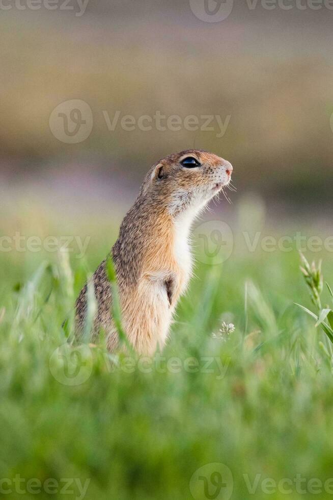 scoiattolo a terra europeo foto