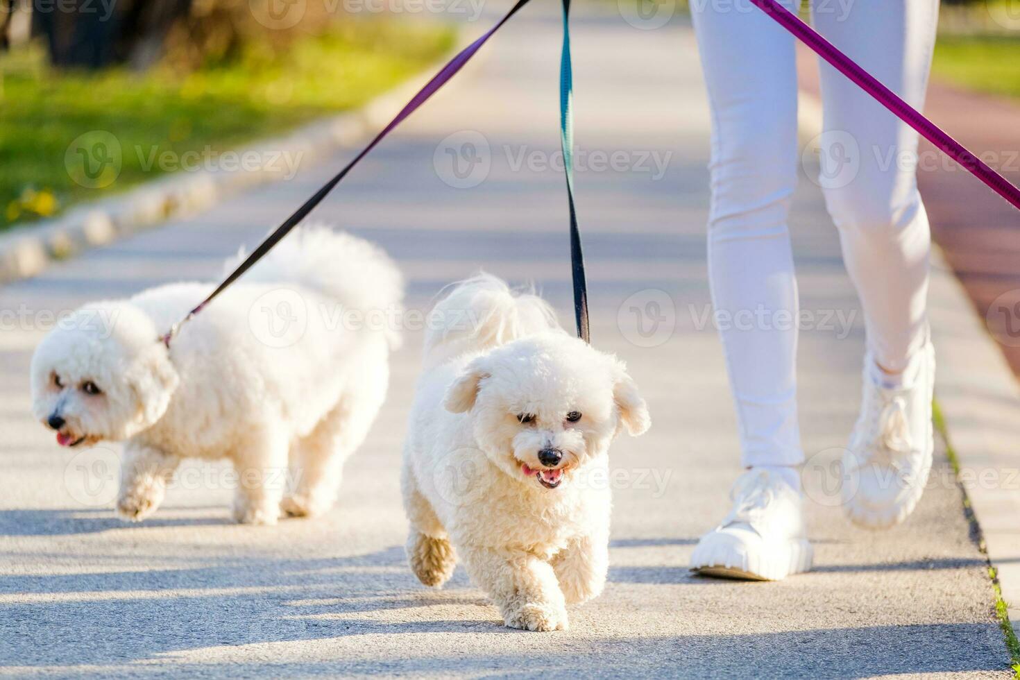 donna a piedi sua cani foto
