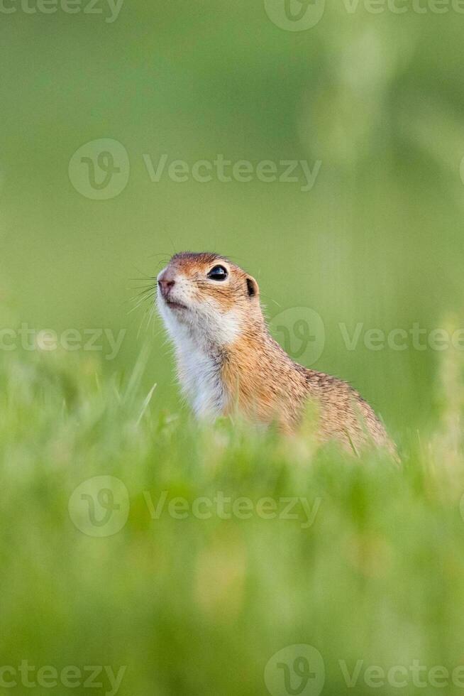 scoiattolo a terra europeo foto