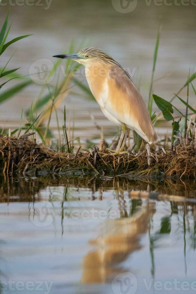 piccolo giallo airone, ardeola ralloide, nel naturale habitat foto