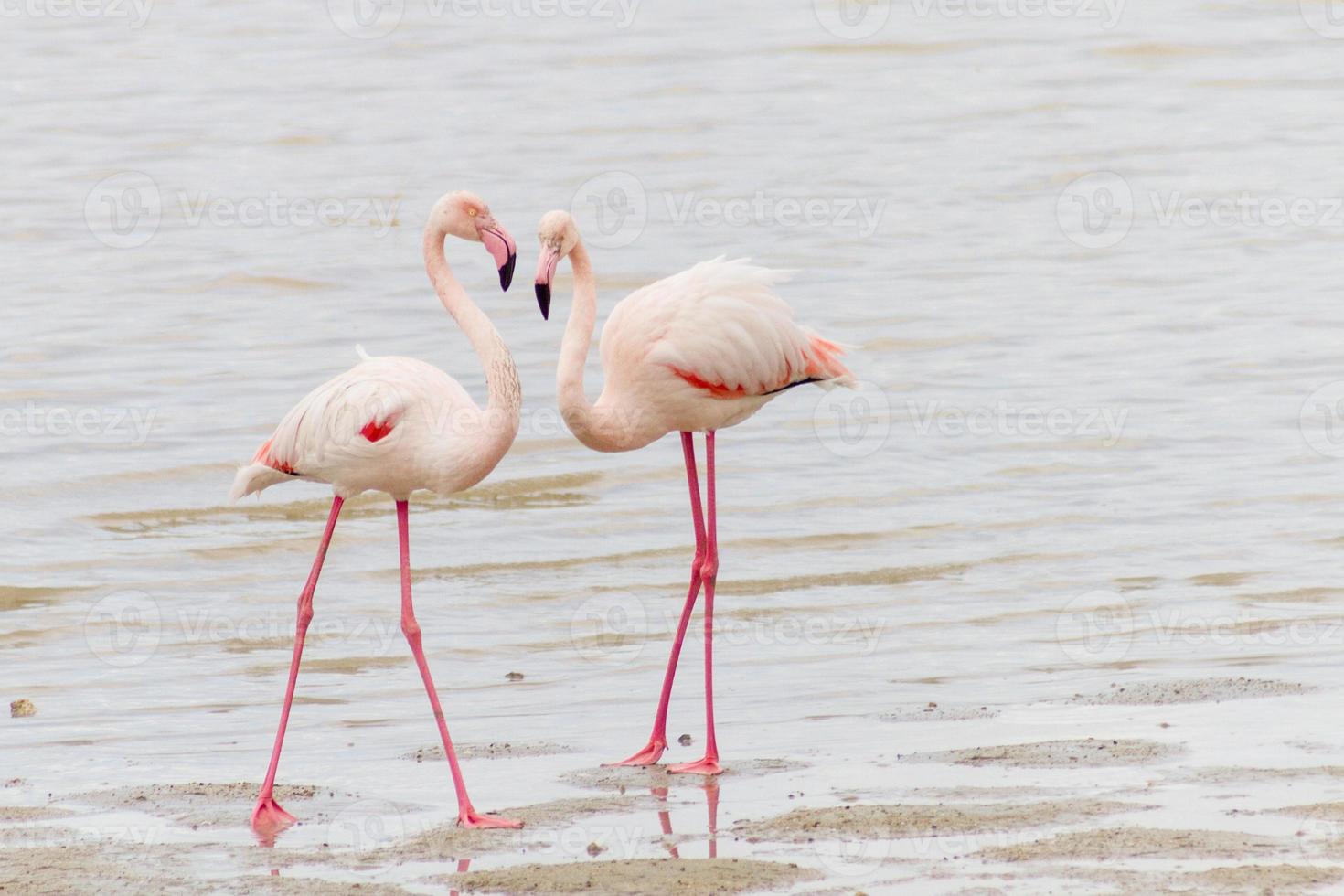 due fenicotteri in corteggiamento alla riva del lago salato di Larnaca a Cipro foto