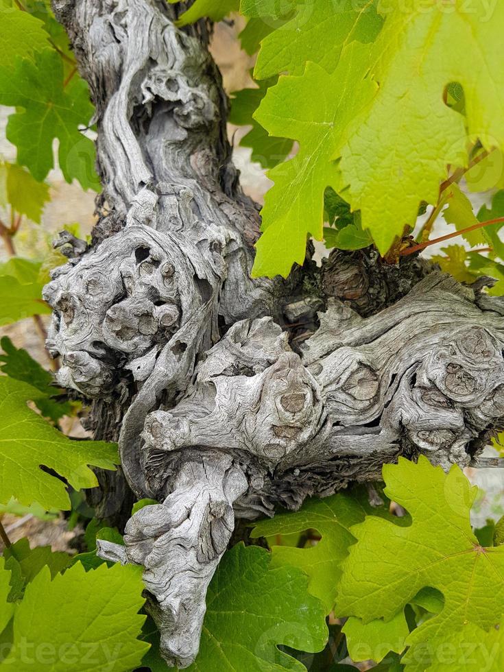 Tronco di vite e foglie lussureggianti dettagli-atmosfera astratta foto