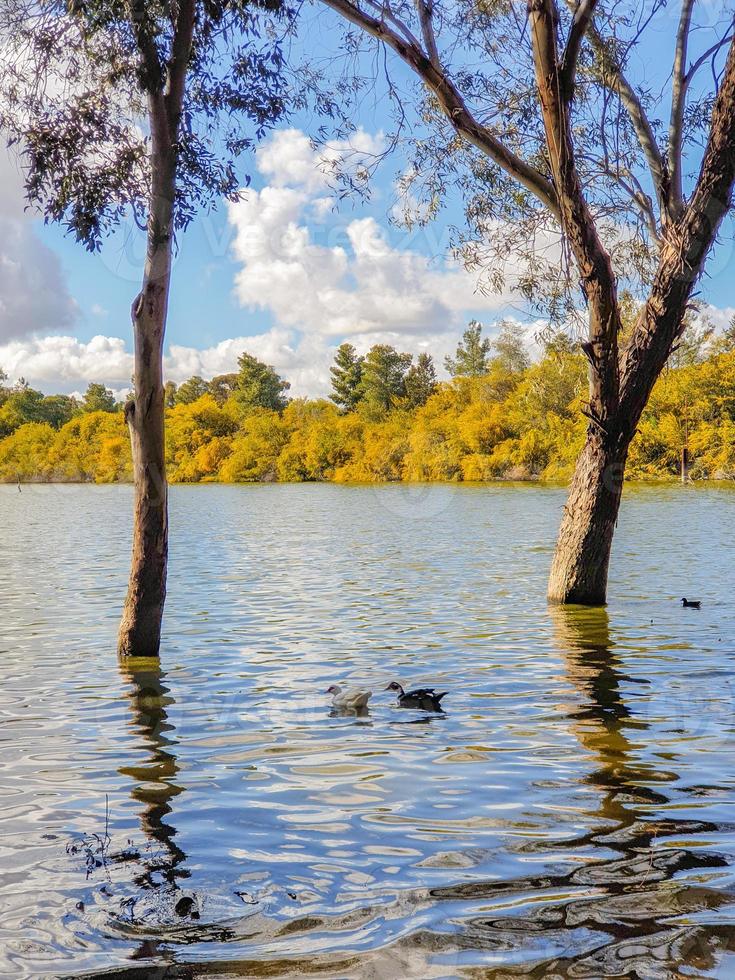 Lago Athalassa, Cipro con acqua ben illuminata e alberi in un bel pomeriggio soleggiato foto