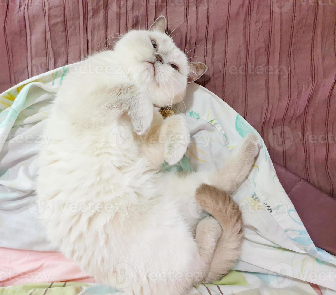 un simpatico e tenero gatto British Shorthair bianco sdraiato sul letto foto