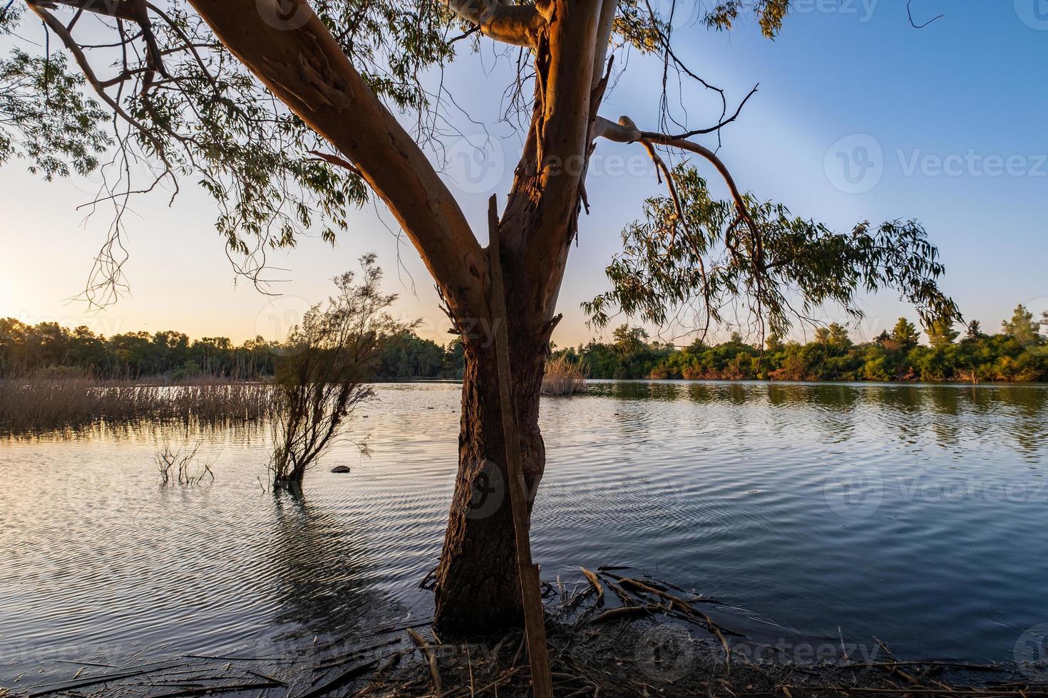 Athalassa Lake Cipro con acqua splendidamente illuminata e alberi in un bel pomeriggio soleggiato foto