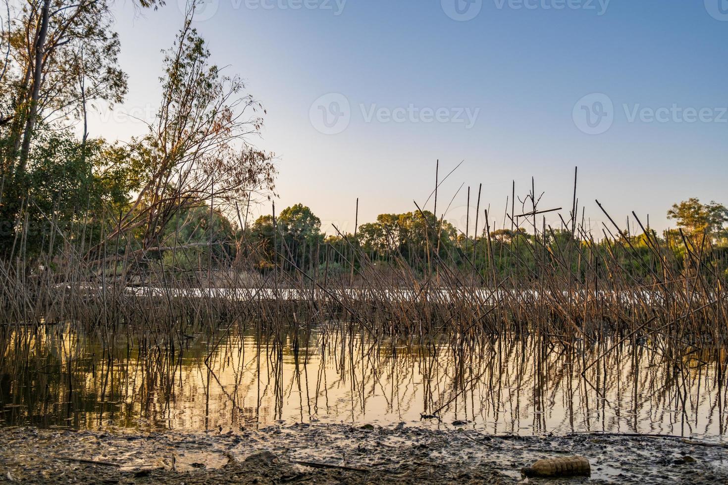 Athalassa Lake Cipro con riflessi d'acqua di canna e ramo in un bel pomeriggio soleggiato foto