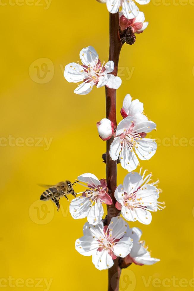 ape che vola verso un fiore foto