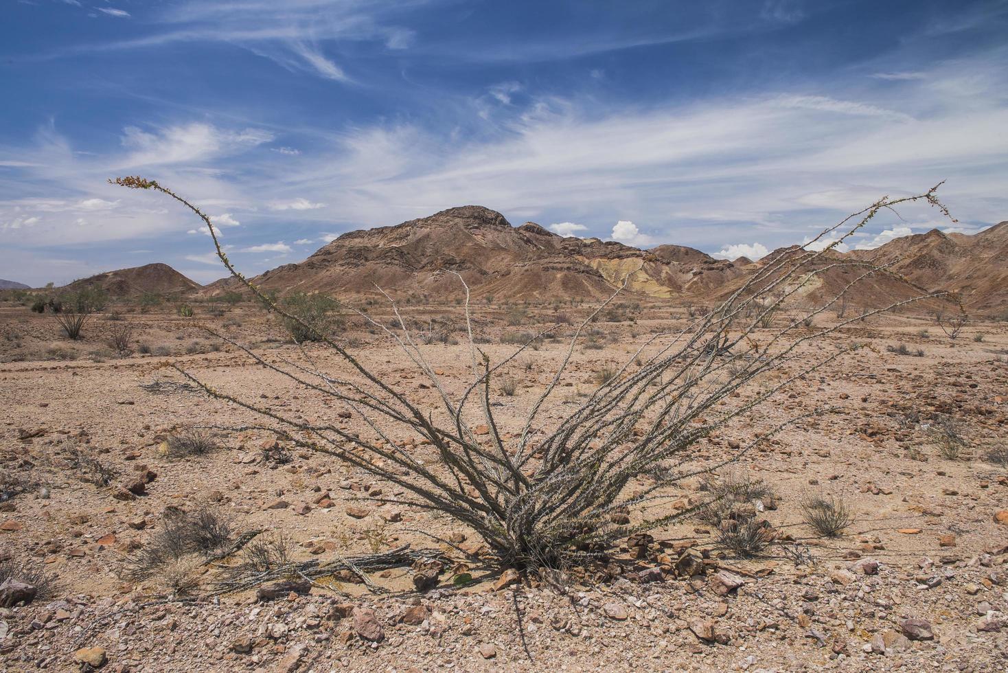 Deserto della Baja California vicino al porto di San Felipe Mexicali Baja California Messico con piante e montagna sotto un cielo nuvoloso blu foto