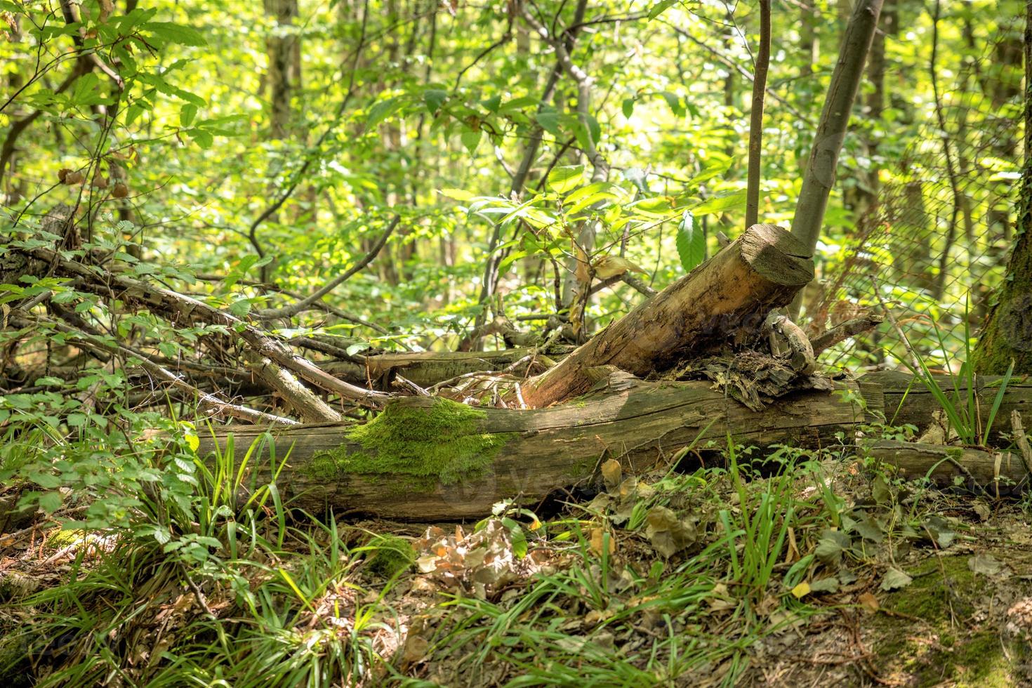 vecchio ceppo di albero in una foresta verde foto