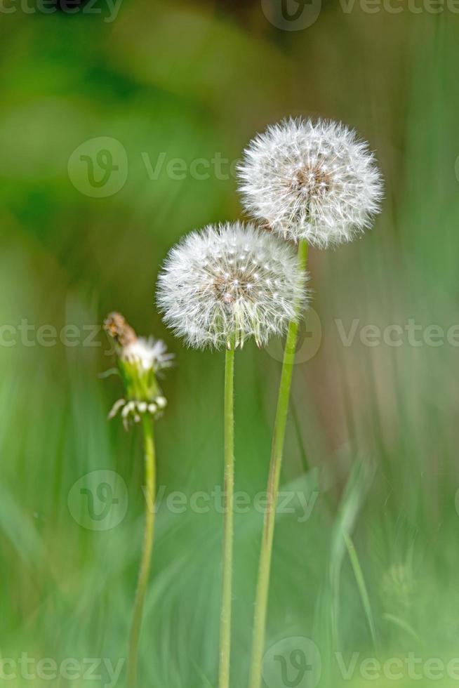 denti di leone con sfondo verde foto