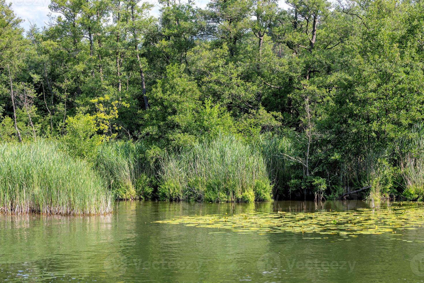 sponda verde boscosa di un lago con ninfee e canne foto