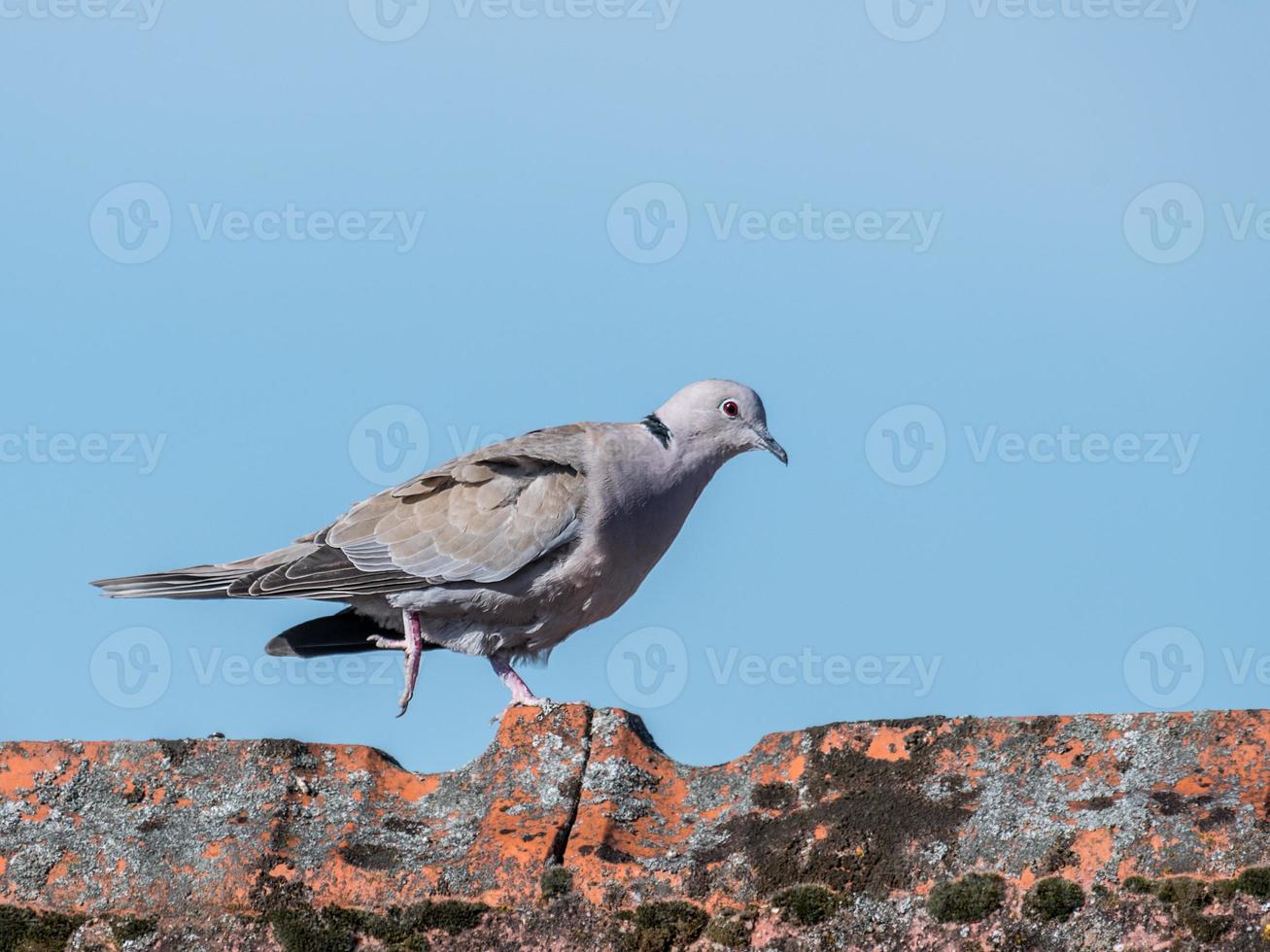 ringdove uccello che cammina foto