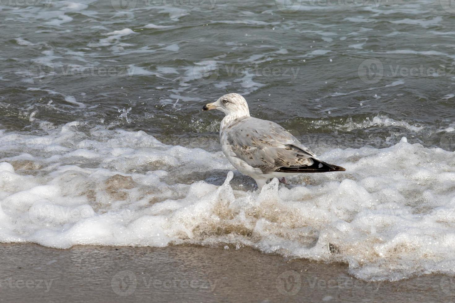 gabbiano reale in piedi in acqua foto