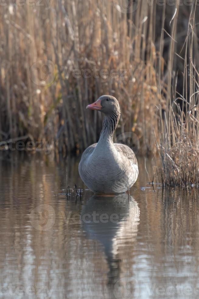 anatra grigia nell'acqua foto