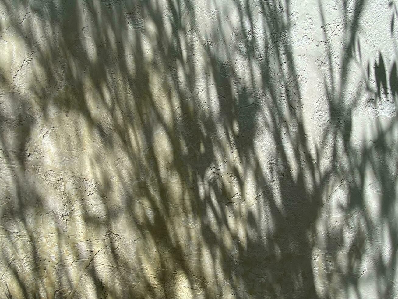 le foglie ombra sfondo su calcestruzzo parete struttura, le foglie albero rami ombra con luce del sole foto