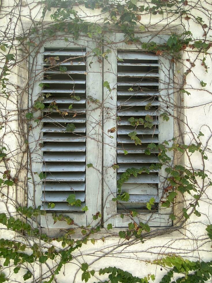 verde edera impianti su finestra foto