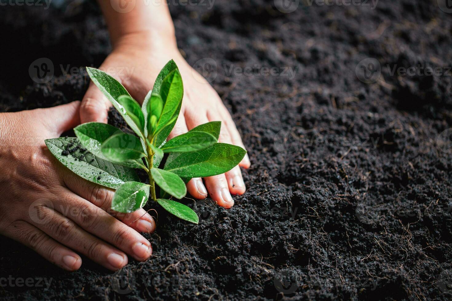 mondo ambiente giorno. mani piantare il piantine in suolo. idea di proteggere il ambiente e riducendo globale riscaldamento. simbolo di molla, il inizio di foresta, ecologia concetto. terra giorno. foto