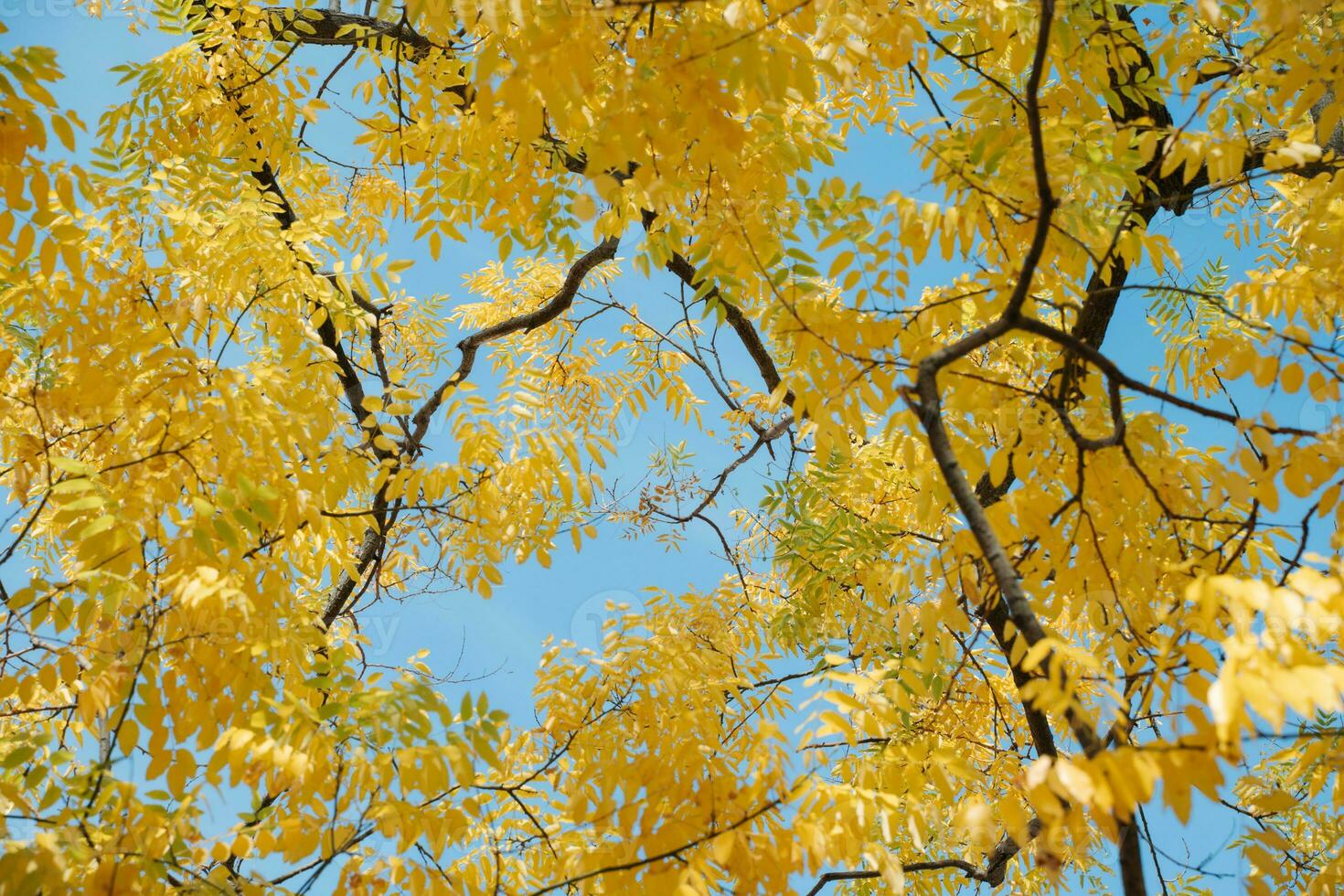 giallo d'oro pioggia albero foto