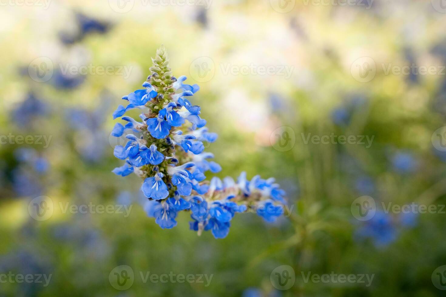 blu fiore su verde erba foto