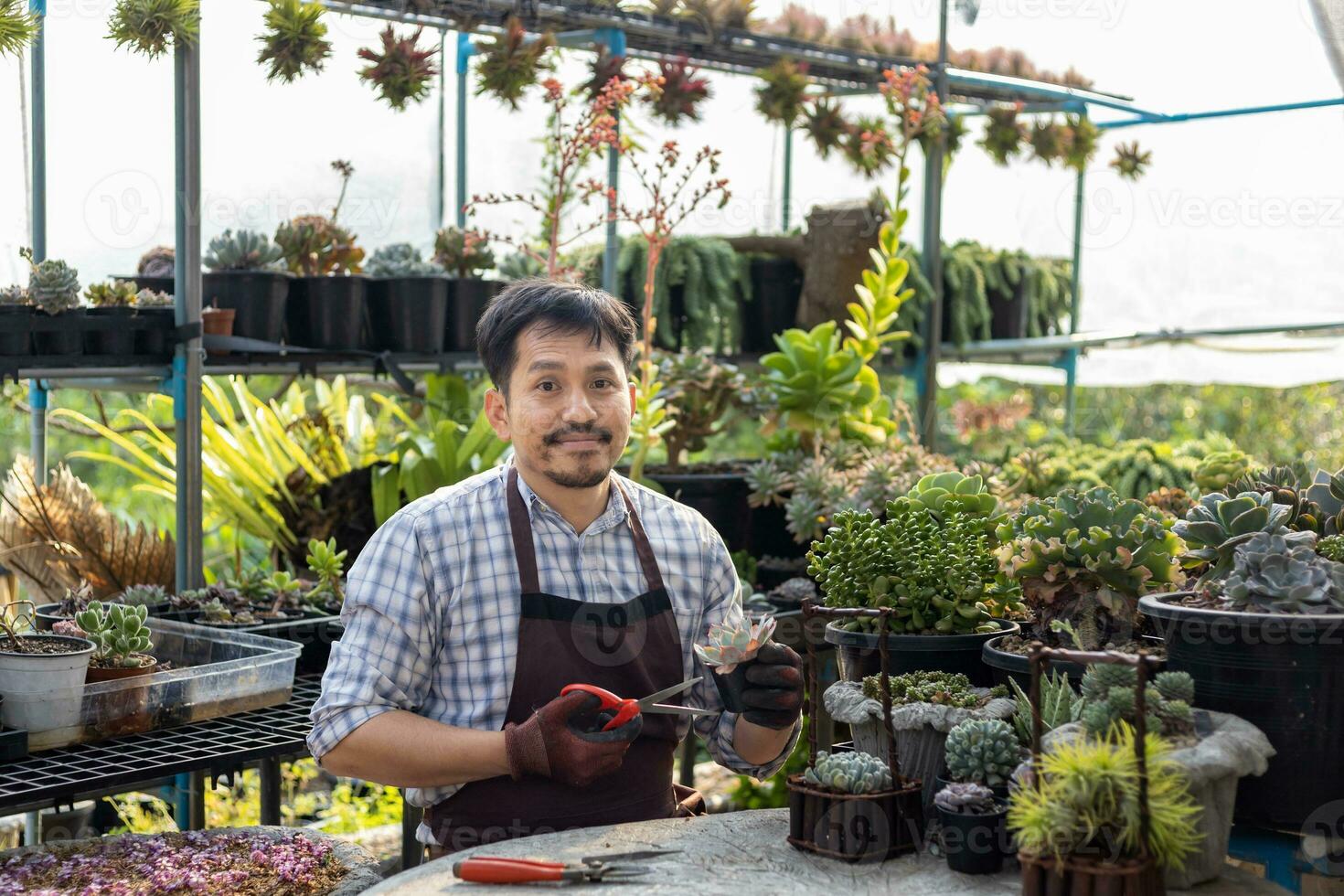 asiatico giardiniere è Lavorando dentro il serra pieno di succulento impianti collezione mentre propagazione di foglia taglio metodo per ornamentale giardino e tempo libero passatempo concetto foto