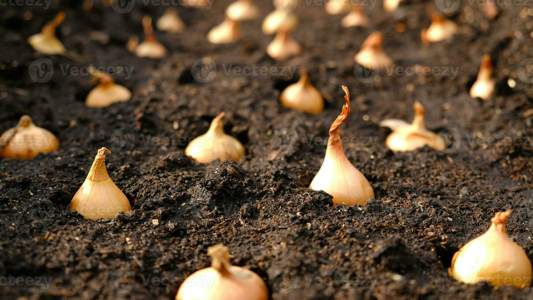 avvicinamento cipolla imposta per piantare nel fresco buio suolo. presto primavera preparazioni per giardino stagione. il processi di semina cipolla semi nel Aperto terra. Come per crescere cipolle. cipolla lampadine. selettivo messa a fuoco. foto