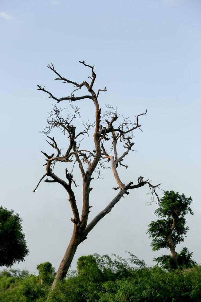 morto albero con volante uccelli in piedi su esso foto