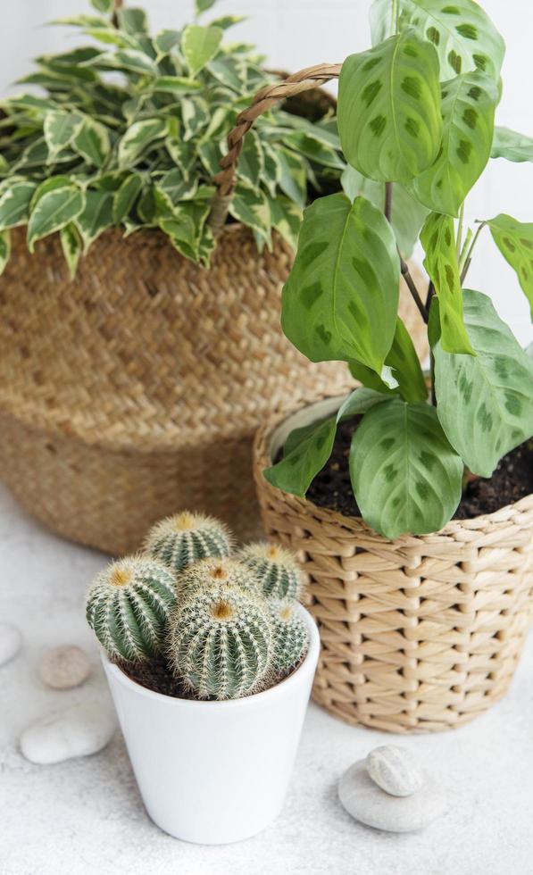 ficus in un cesto di paglia, maranta e cactus foto